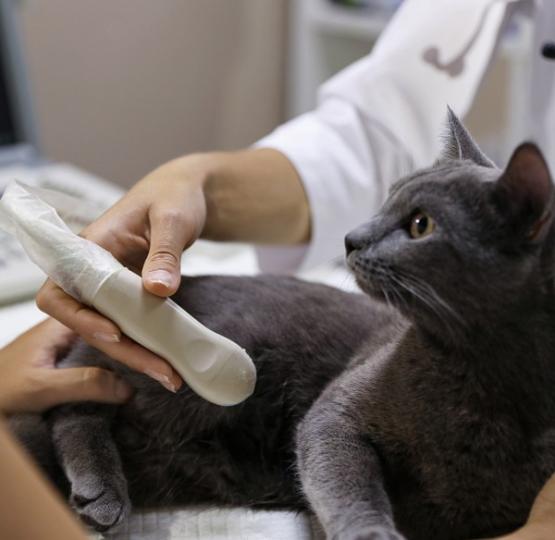 Clinique Veterinaire Echographie Saint Germain En Laye Reuil Malmaison