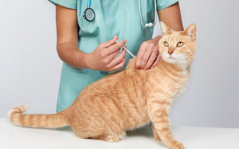 Vaccination Chats Saint Germain En Laye Paris Vaccin Pour Chat