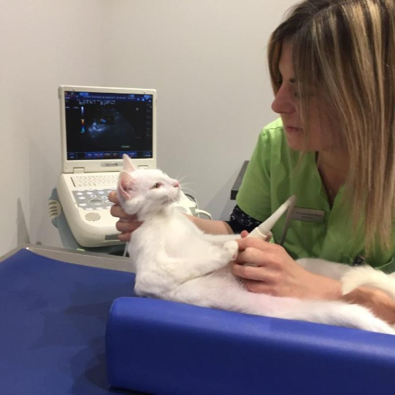 Echographie Abdominale Saint Germain En Laye Veterinaire